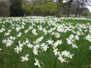 Narcissus 'Thalia'_0002.JPG